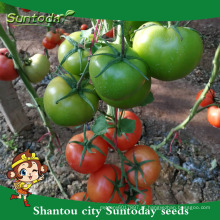 Suntoday determinado vegetal híbrido F1 assorted comestível e não comestível vegetal sgyanta bobcat sementes de tomate colheitadeira (22017)